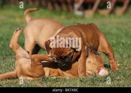 Olde English Bulldog Banque D'Images