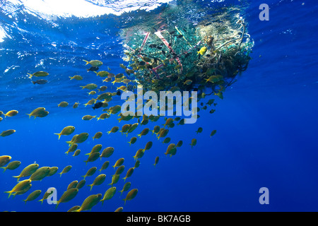 Freckled, Psenes cyanophrys, près du filet dérivant en pleine mer, Kailua-Kona, Big Island, Hawaii, États-Unis Banque D'Images