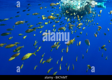 Des taches de rousseur, driftfish Psenes cyanophrys, à côté de net à la dérive en plein océan, Kailua-Kona, Big Island, Hawaii Banque D'Images