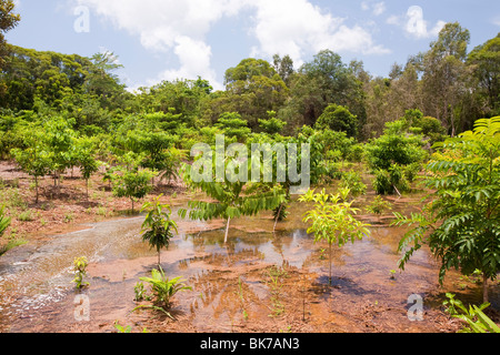 Planter des arbres pour compenser le carbone projet dans la forêt tropicale de Daintree dans le Queensland, Australie. Banque D'Images