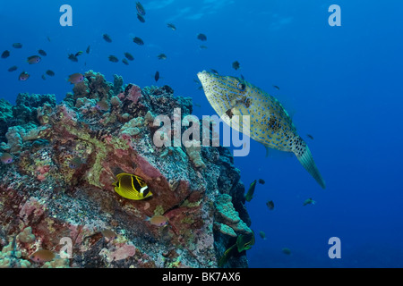 Aluterus scriptus griffonné, balistes, nage à côté de reef, Kailua-Kona, Hawaii Banque D'Images