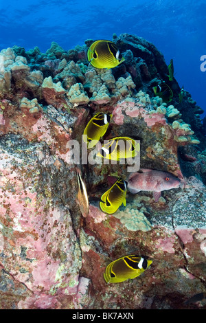 Racoon, papillons Chaetodon lunule, Kailua-Kona, Hawaii Banque D'Images