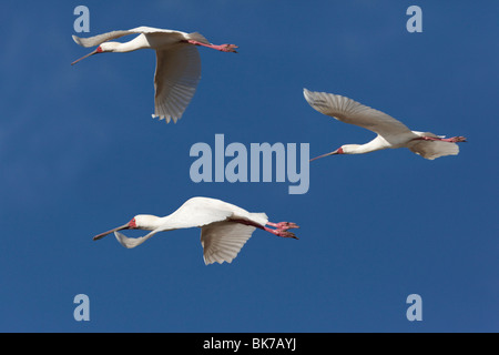 Trois d'Afrique (Platalea alba) Spatule blanche volant dans l'Okavango au Botswana Banque D'Images