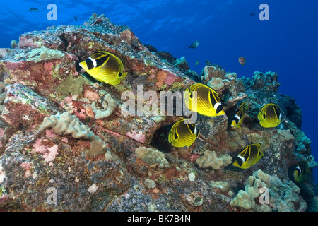 Le raton laveur ou un croissant-masqué, papillons Chaetodon lunule, Kailua-Kona, Hawaii, USA Banque D'Images