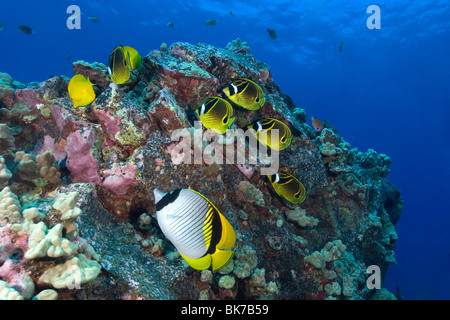 Racoon, papillons Chaetodon lunule, et bordée, papillons Chaetodon lineolatus, Kailua-Kona, Hawaii Banque D'Images