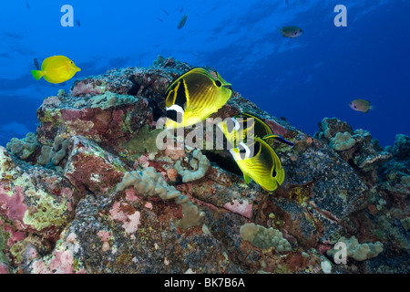 Le raton laveur ou un croissant-masqué, papillons Chaetodon lunule, Kailua-Kona, Hawaii, USA Banque D'Images