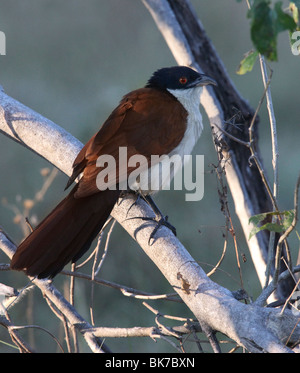 Coucal Burchell (Centropus burchellii) dans le Delta de l'Okavango au Botswana Banque D'Images