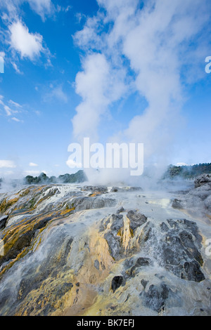 Rotorua, réserve thermale de Whakarewarewa aera, Pohutu Geyser Banque D'Images