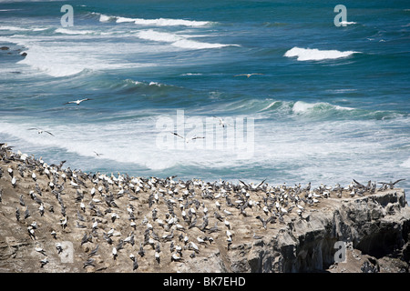 Auckland, vue aérienne de rochers sur gannet Muriwai Beach Banque D'Images