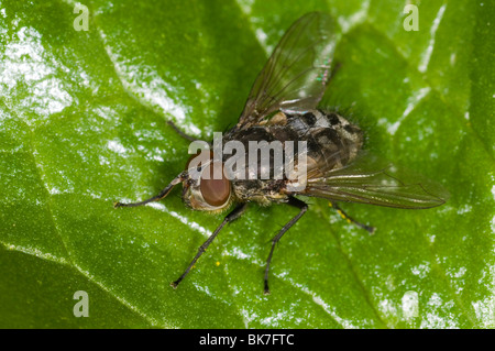 Extreme close up d'une mouche sur une feuille, Une pollénie, pollenia (espèces) Banque D'Images