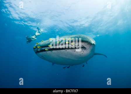Freediver et requin-baleine, Afrique du Sud Banque D'Images
