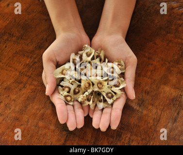 Graines de Malunggay Pod (Moringa oleifera Lam), une plante utile de promouvoir une bonne vue, la digestion, et d'un traitement pour les maux d'estomac Banque D'Images