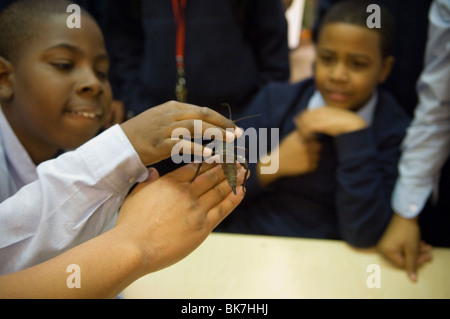 Les élèves de 7 e année en savoir plus sur la Nouvelle Guinée walking stick insect dans une classe d'invertébrés Banque D'Images