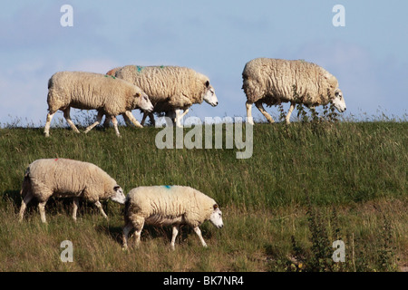 moutons Banque D'Images