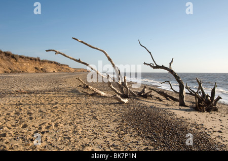 Arbre mort sur la plage avec clifftops et arbres au Covehithe East Anglia Suffolk Angleterre Royaume-Uni Banque D'Images