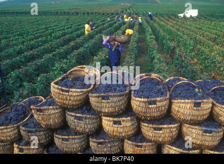 La récolte Pinot Noir pour le vin rouge de Bourgogne, dans des paniers traditionnels à Vosne Romanée, Côte d'Or, France Banque D'Images