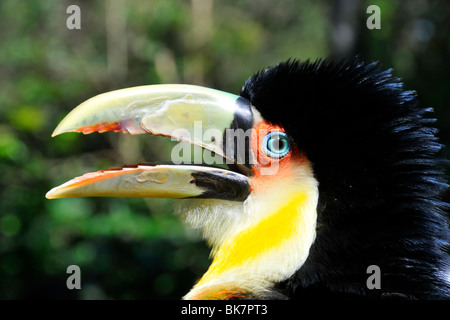 Toucan à dos rouge ou à bec vert, Ramphastos dicolorus, avec plumage à la tête érigée, Foz do Iguaçu, Parana, Brésil Banque D'Images