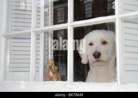 Alexandria Virginia,Old Town,King Street,quartier historique,maison maisons maisons résidence,logement,fenêtre,coolé blanc,chien,animal,figurine,regarder, Banque D'Images