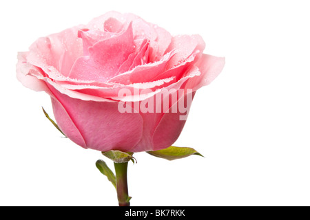 Rose rose isolé sur fond blanc Banque D'Images