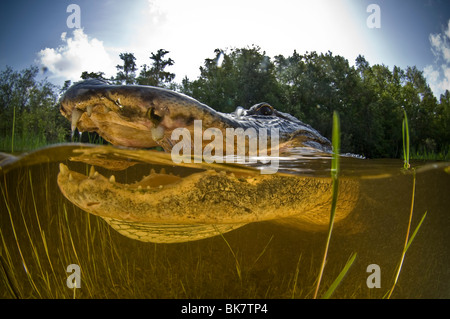 alligator sous l'eau Banque D'Images