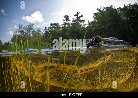 Alligator de deux images sous-marines Banque D'Images