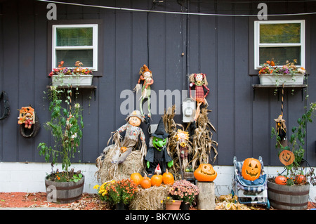 Citrouilles Halloween,,Chasse d'automne,Squash,Jack O'Lanternes,affichage,Toussaint Banque D'Images