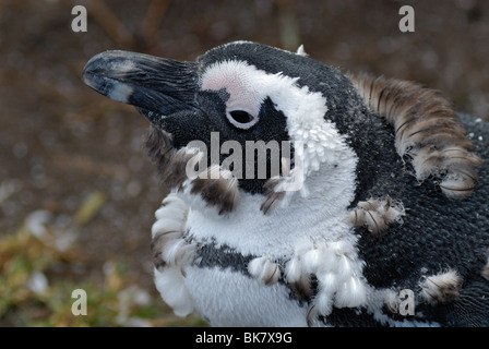 Portrait d'un jeune Putois pingouins Jackass (Speniscus demersus) la mue des plumes, Betty's Bay, Afrique du Sud Banque D'Images