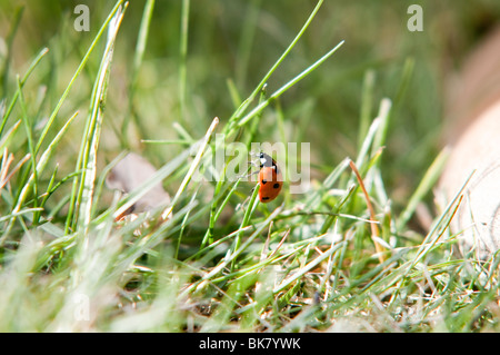 Escalade Ladybird brin d'herbe Banque D'Images
