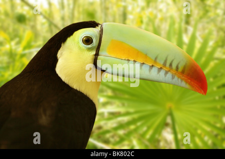 Tamphastos sulfuratus toucan kee facturés sur la jungle Banque D'Images