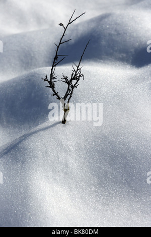 Direction générale séché comme métaphore de l'arbre solitaire neige hiver desert Banque D'Images