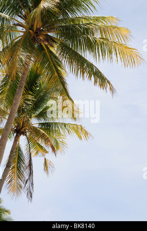 Palm Trees against blue sky Banque D'Images