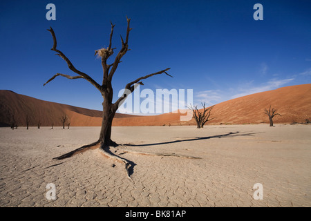 Nid abandonné dans l'arbre, Dead Vlei, Sossusvlei, Désert du Namib, Namibie Banque D'Images