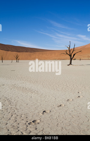 Séché, de pas, de Dead Vlei, Sossusvlei, Désert du Namib, Namibie Banque D'Images