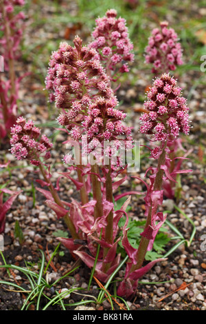 Fleurs pétasite Petasites hybridus close up Banque D'Images