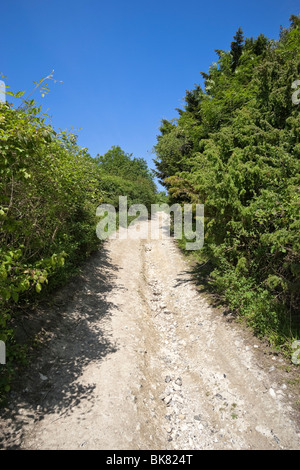Chemin Bridleway, sentier pédestre, à travers le North Downs Way à Newlands Corner, Surrey, Angleterre, Royaume-Uni Banque D'Images