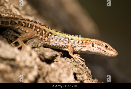 Homme lézard sable Toscane Italie Banque D'Images