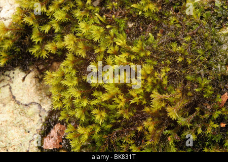 Fringe jaune-moss (aciculare Racomitrium) à côté d'un ruisseau, landes UK. Banque D'Images