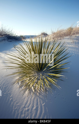 Yucca in Sand, parc national White Sand Dunes, Nouveau-Mexique Banque D'Images