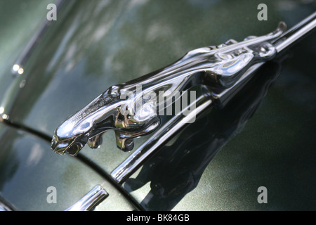 Leaping Jaguar chrome mascot (hood ornament) sur le capot d'une voiture Jaguar Banque D'Images