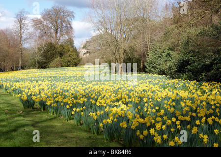 Les jonquilles dans le parc à Blenheim Palace, Woodstock, Oxfordshire. Banque D'Images