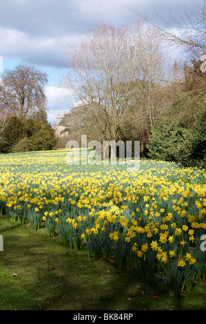 Les jonquilles dans le parc à Blenheim Palace, Woodstock, Oxfordshire. Banque D'Images