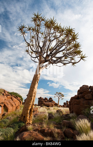 Quiver Tree ou Kokerboom Forest près de Keetmanshoop, Namibie, Afrique Banque D'Images