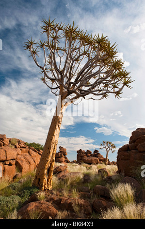 Quiver Tree ou Kokerboom Forest près de Keetmanshoop, Namibie, Afrique Banque D'Images