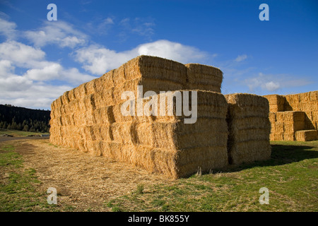 Les grosses balles de foin empilées sur un grand ranch de bétail Banque D'Images