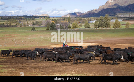 Un cow-boy moderne sur un VTT véhicule tout terrain arrondit un troupeau de bovins pour stigmatiser sur un grand ranch dans le centre de l'Oregon Banque D'Images