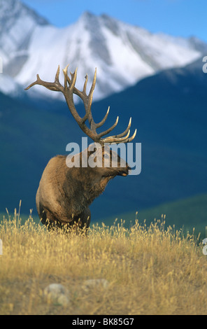 Wapiti Wapiti Cervus canadensis Bull W NA, par Mike Barlow/Dembinsky Assoc Photo Banque D'Images