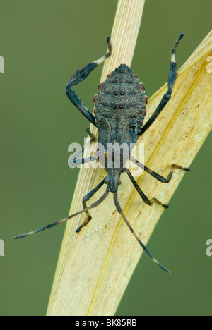 L'Anasa tristis Bug Squash adultes l'Est des Etats-Unis, par aller Moody/Dembinsky Assoc Photo Banque D'Images