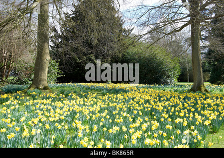 Les jonquilles dans le parc à Blenheim Palace, Woodstock, Oxfordshire. Banque D'Images