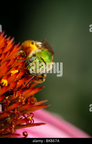 Une abeille métallique verte visites une fleur d'échinacée pour recueillir le pollen. Banque D'Images