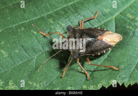 (Pentatoma rufipes forêt bug) Banque D'Images